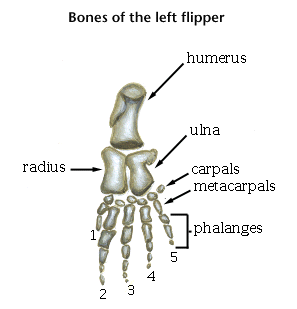 http://www.whalesongs.org/cetacean/sperm_whales/sperm_finger.gif