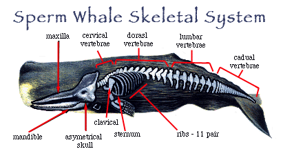 Cetacean Skull