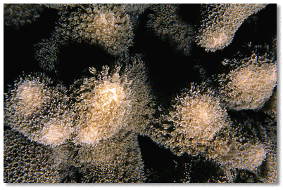 Finger Coral (Porites porites) Polyps extended