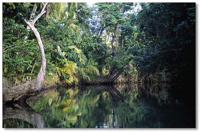 Pterocarpus officinalis line the banks of the Indian River