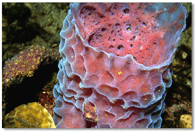 Azure Vase Sponge (Callyspongia plicifera)