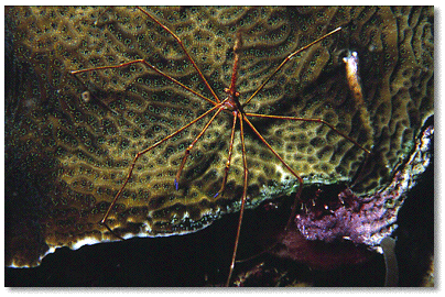 Boulder Brain Coral (Colpophyllia natans) polyps retracted