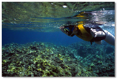 Scotts Head, snorkelers in forground over reef area
