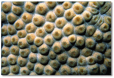 Boulder Star Coral (Montastrea spp.) Colony and corallite detail, polyps retracted