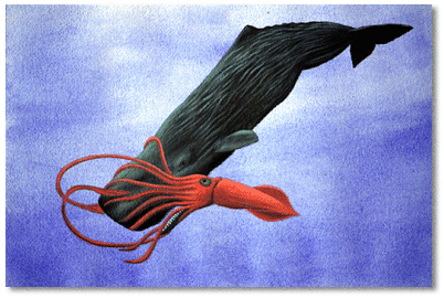 Sperm whale battling giant squid (illustration by Lance Leonhardt)