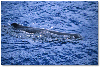 Side view of sperm whale