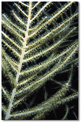 Boulder Brain Coral (Colpophyllia natans) polyps retracted