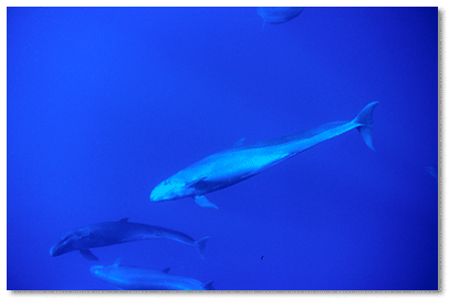 False killer whales