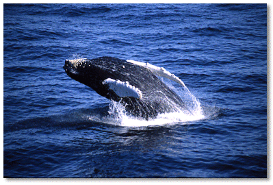 Humpback whale