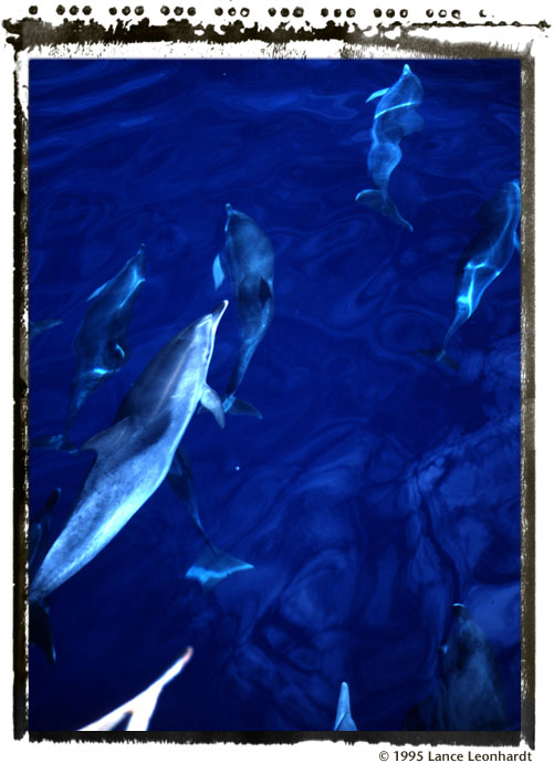spotted dolphin