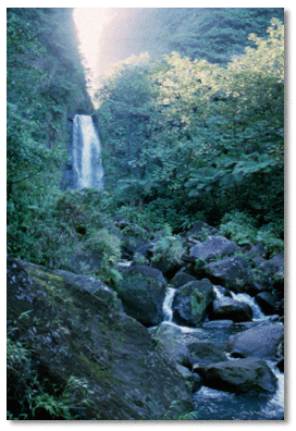 Mountain streams are characterized by rapid flow, waterfalls, pools, and large boulders