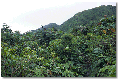 Montane forest