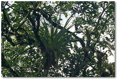 Bromeliad epiphyte growing on a forest tree