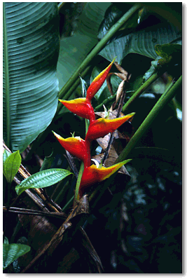 The Balizye (Heliconia bihai)