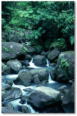 Mountain streams are characterized by rapid flow, waterfalls, pools, and large boulders