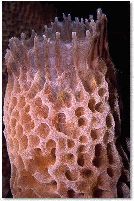 Vase Sponge