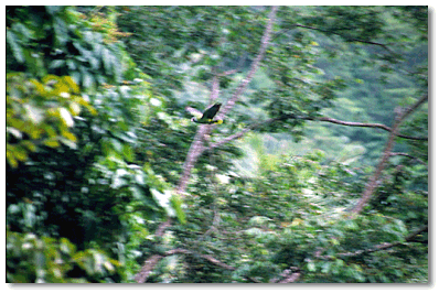 Wild Red-necked Parrot (Amazonia arausiaca) flies through rainforest