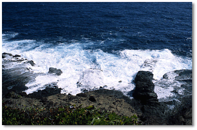 Sea grape (Coccoloba uvifera) overlooking Atlantic Ocean on Dominica's east coast