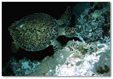 Hawksbill Turtle (Eretmochelis imbricta)