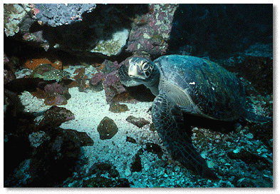 Green Turtle (Chelonia mydas)