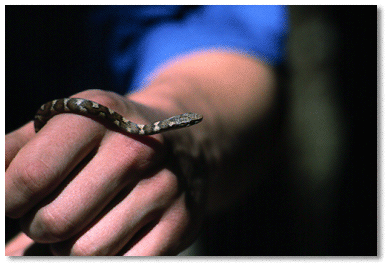 Tree Lizard (Anolis bimaculatus oculatus)