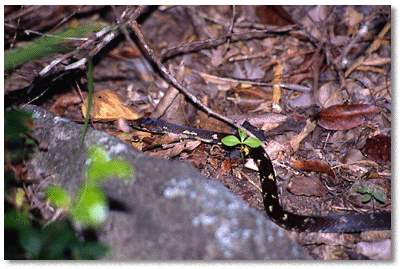 Ground Lizard (Amieva fuscata)