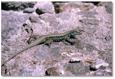 Grove snake (Alsophis lucomelas siboius)