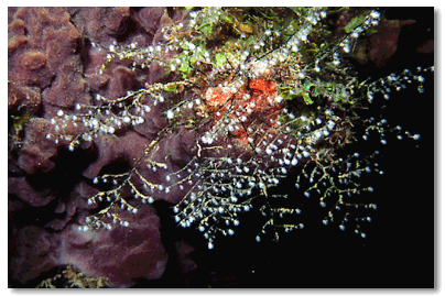 Christmas Tree Hydroid
