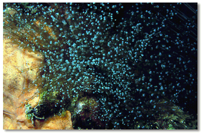 Knobby Anemone