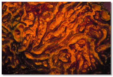 Convoluted Barrel Sponge