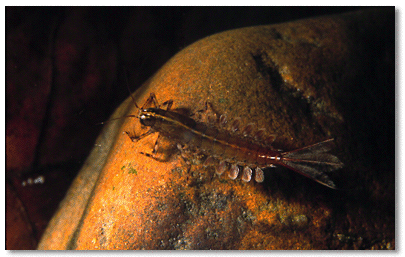 Brushlegged mayfly larva