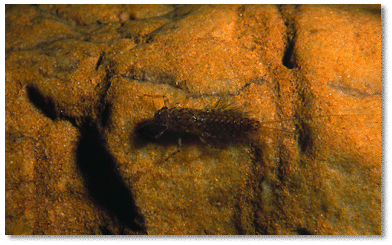 Pronggilled mayfly larva