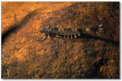 Amelitus mayfly larva