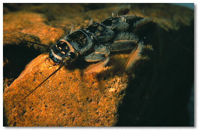 Common stonefly larva