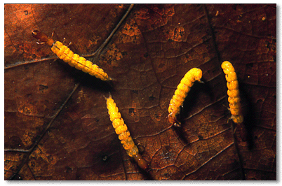 Fingernet caddisfly larva