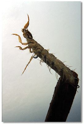 Giant Casemaking caddisfly larva
