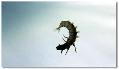 Netspinning caddisfly larva