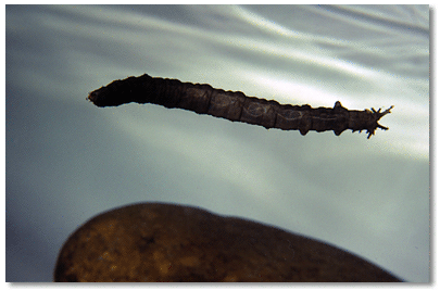 Common cranefly larva