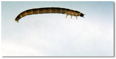 Riffle beetle larva