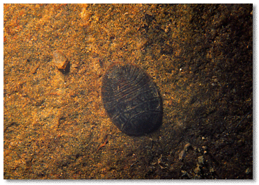 Water penny beetle larva