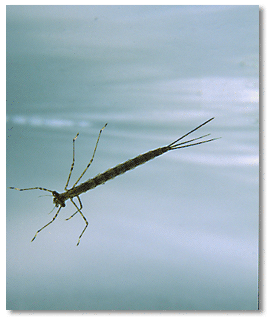 Spreadwinged damselfly larva