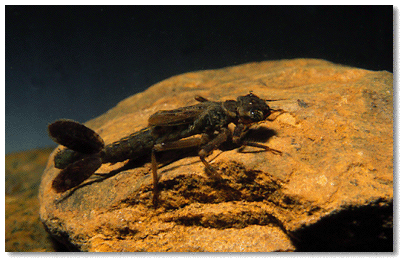Narrow-winged damselfly larva