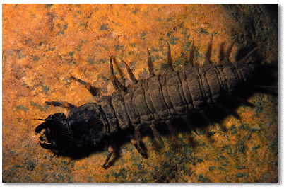 Dobsonfly larva
