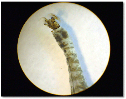 Blackfly larva