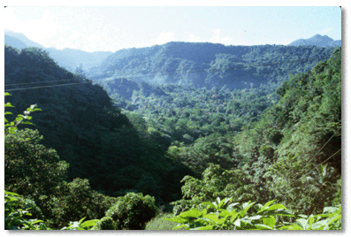 Roseau River cuts throught the island's volcanic rock to create an extensive valley