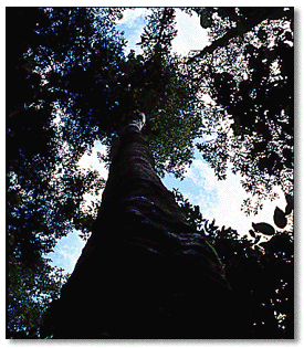 Rainforest trees can rise to 100ft.