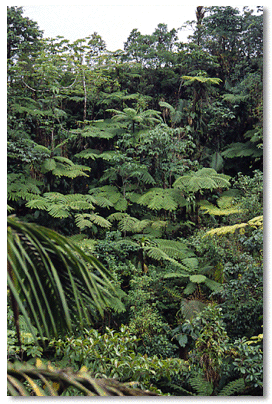 Looking down on the rainforest canopy