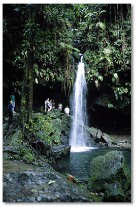 Emerald Pool flows within the rainforest