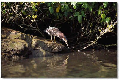 The Frehwater Swamp habitat supports many bird species: