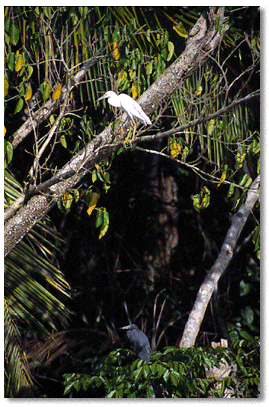 Great Egret (Egreta alba)